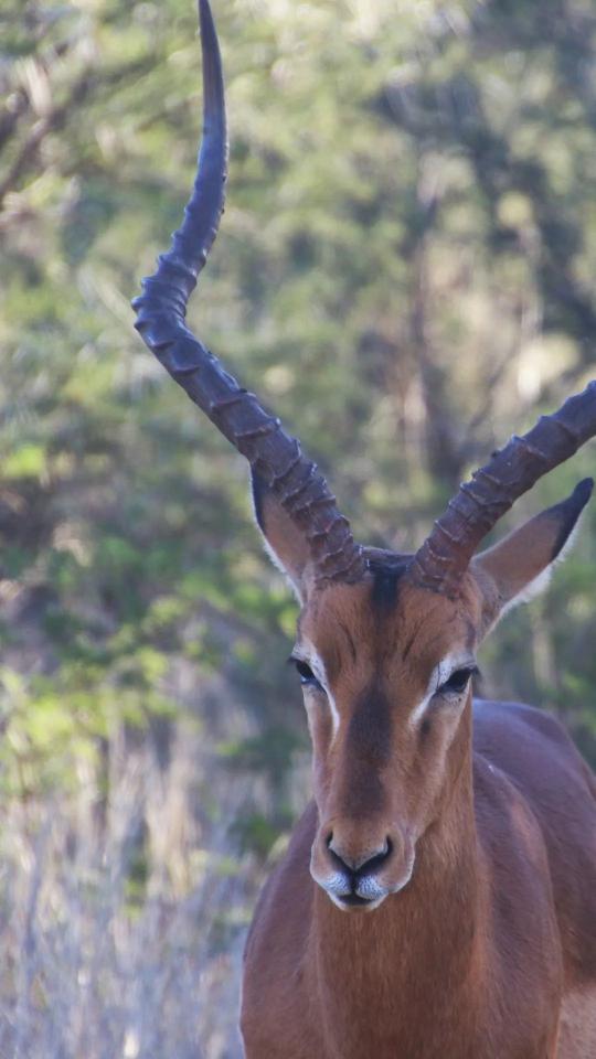 Majestic Impala Portrait - Related OpersCraft wallpaper