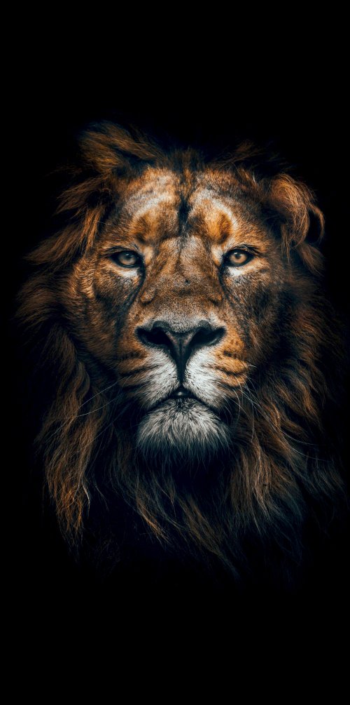 Majestic Lion Portrait - Related OpersCraft wallpaper