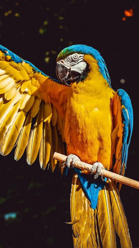 Majestic Macaw Display - Related Darkify wallpaper