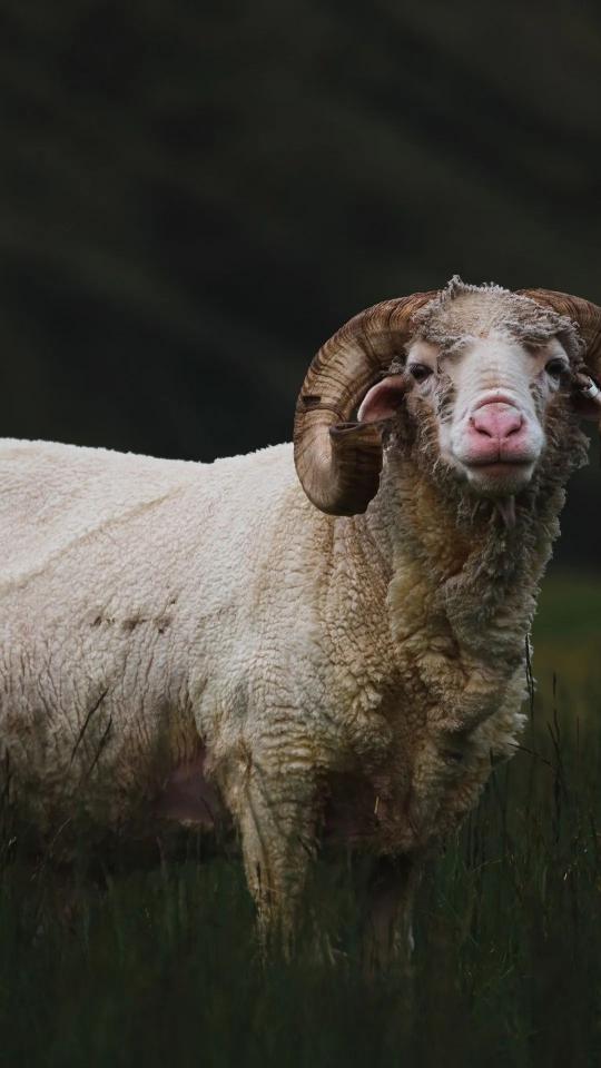 Majestic Ram Portrait - random Wallpaper