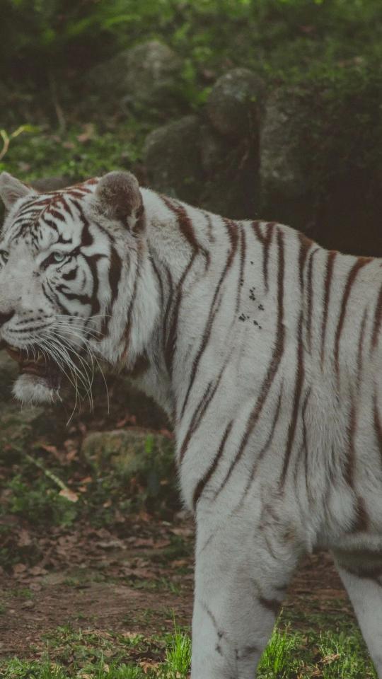 Majestic White Tiger Portrait - Related OpersCraft wallpaper