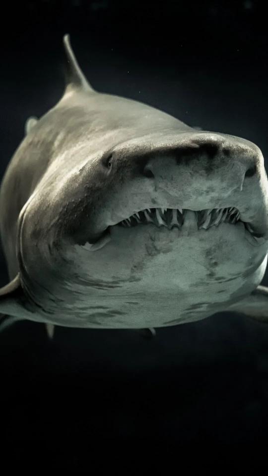 Menacing Shark Portrait - Related OpersCraft wallpaper