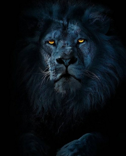 Midnight Lion Gaze