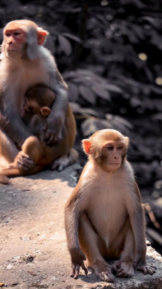 Monkey Family Portrait
