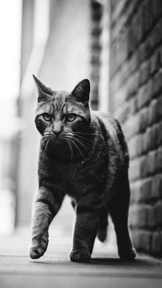 Monochrome Alley Cat - Related OpersCraft wallpaper