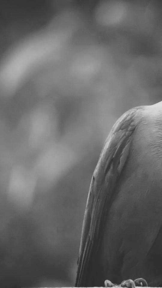 Monochrome Bird Portrait - Related Darkify wallpaper