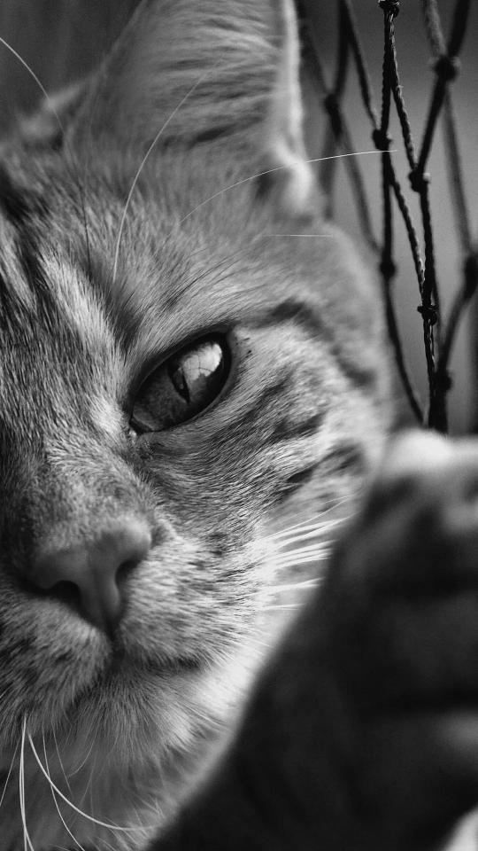 Monochrome Cat Portrait - Related OpersCraft wallpaper