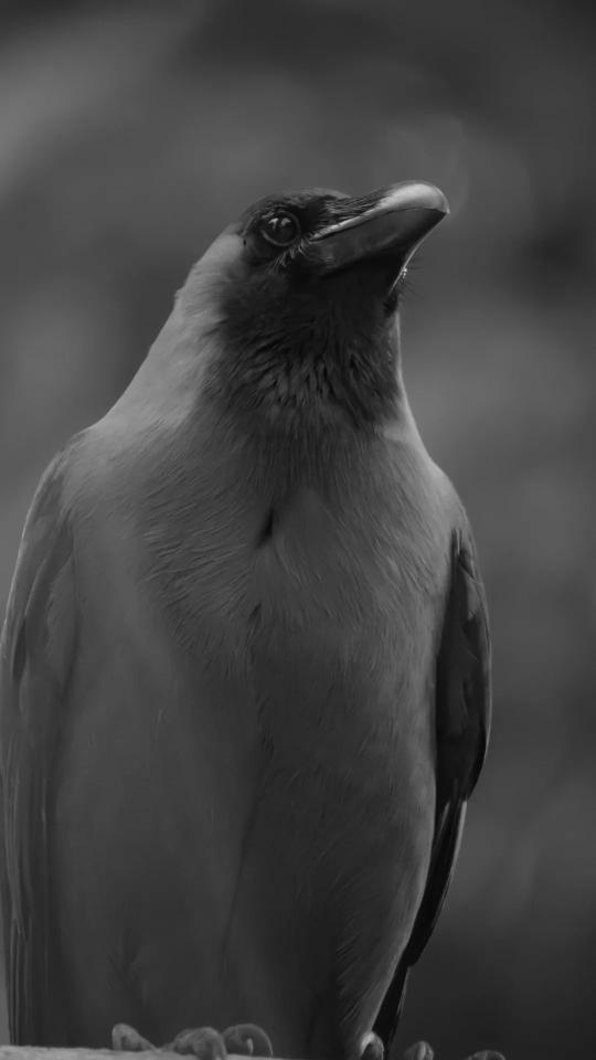 Monochrome Crow Portrait - Related OpersCraft wallpaper