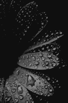 Monochrome Daisy Dew Drops - Related OpersCraft wallpaper