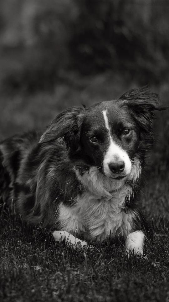 Monochrome Dog Portrait - Related OpersCraft wallpaper