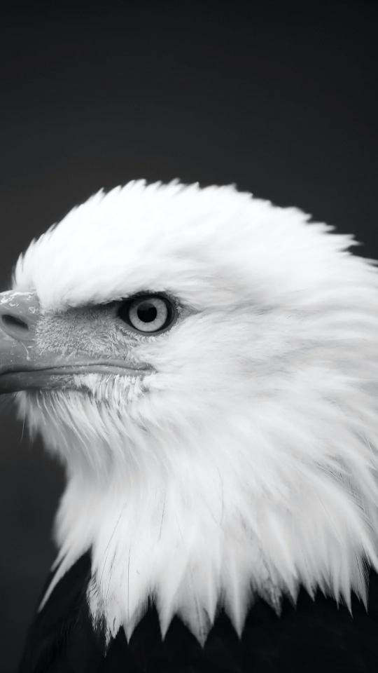Monochrome Eagle Portrait