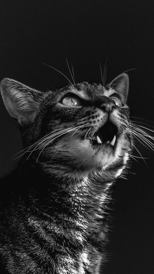 Monochrome Feline Roar - Related OpersCraft wallpaper