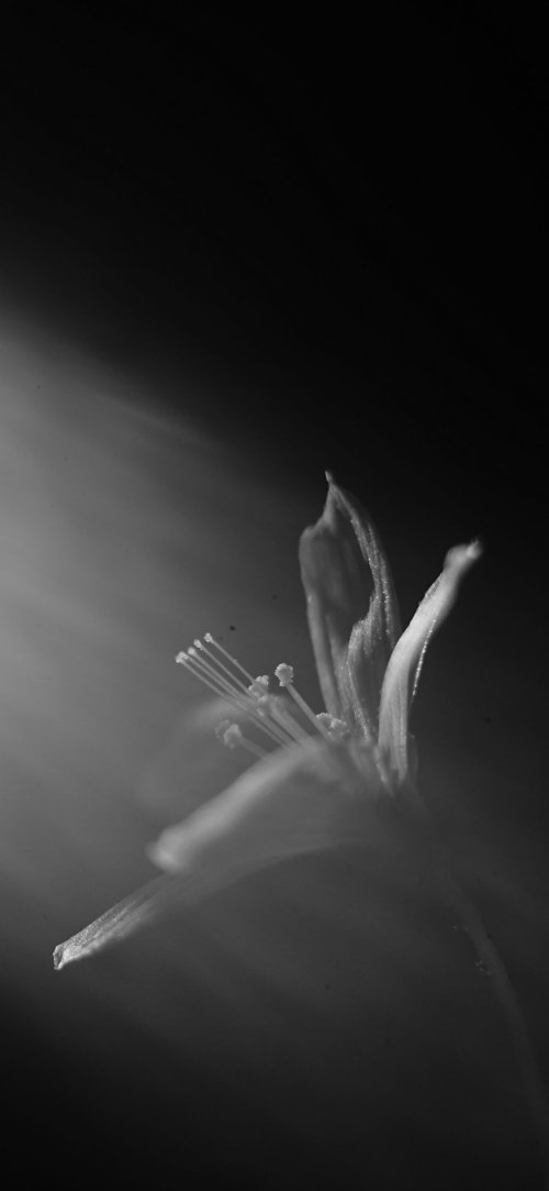 Monochrome Floral Bloom