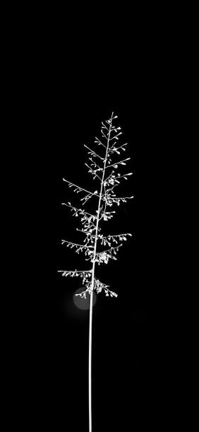 Monochrome Floral Silhouette - Related OpersCraft wallpaper