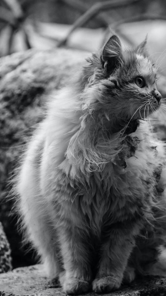 Monochrome Fluffy Cat Portrait - Related OpersCraft wallpaper