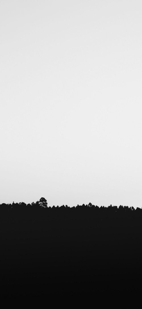Monochrome Forest Silhouette