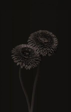 Monochrome Gerbera Duo - Related OpersCraft wallpaper
