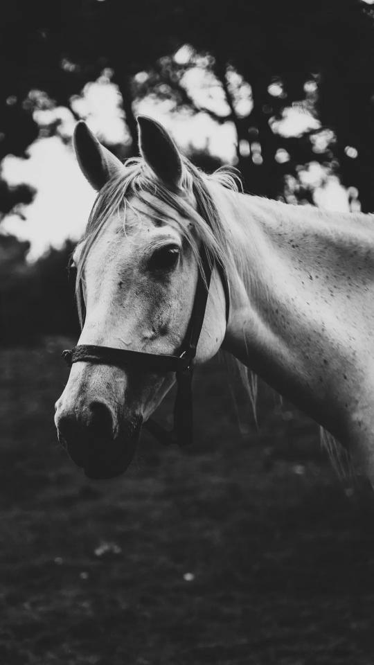 Monochrome Horse Portrait - Related OpersCraft wallpaper