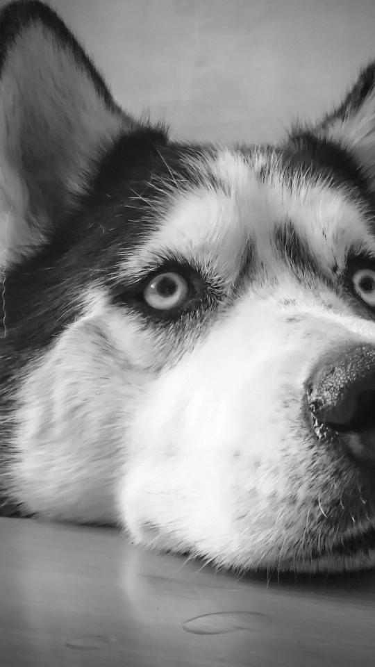 Monochrome Husky Portrait - Related Darkify wallpaper