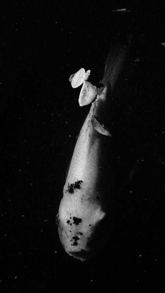 Monochrome Koi Fish