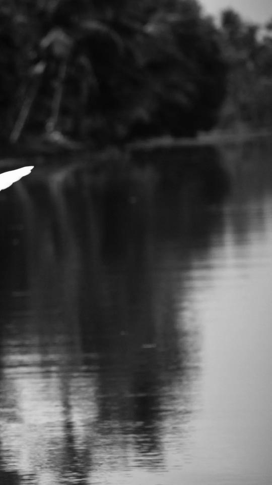 Monochrome Lakeside Reflection