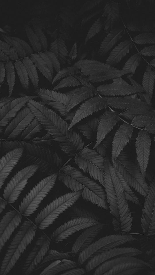 Monochrome Leaf Pattern