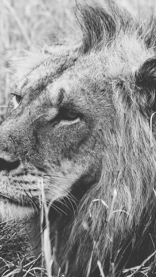 Monochrome Lion Close-up - Related OpersCraft wallpaper