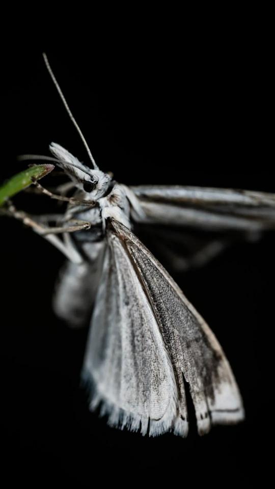 Monochrome Moth Portrait