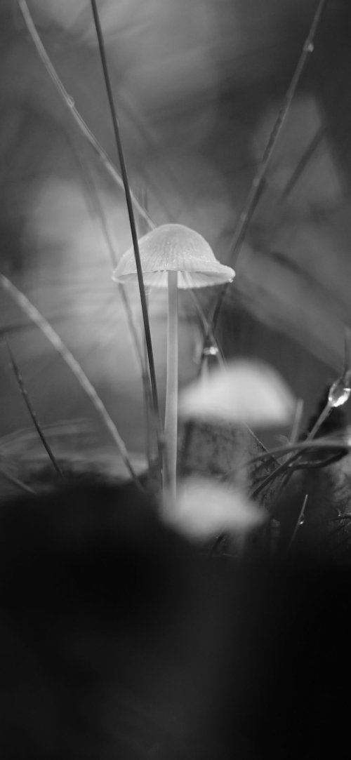 Monochrome Mushroom Macro - nature Wallpaper