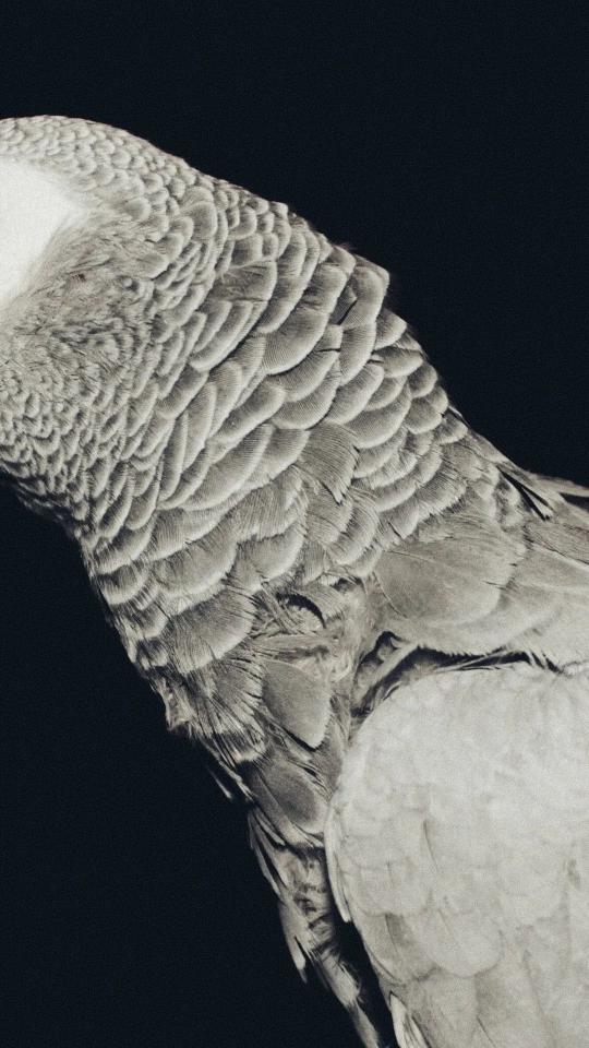 Monochrome Parrot Feathers Detail - Related OpersCraft wallpaper