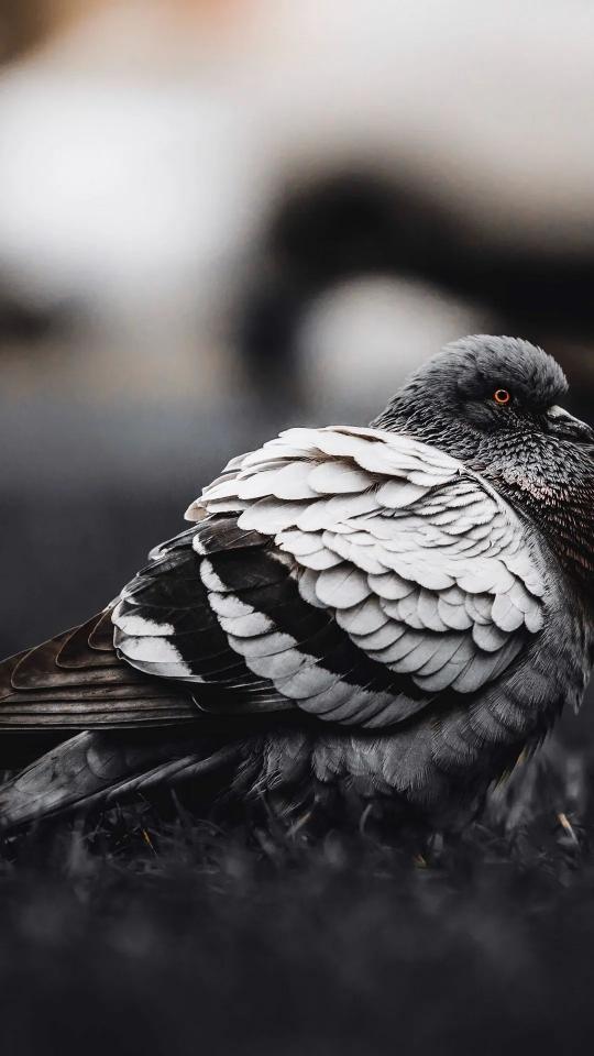 Monochrome Pigeon Portrait - Related OpersCraft wallpaper
