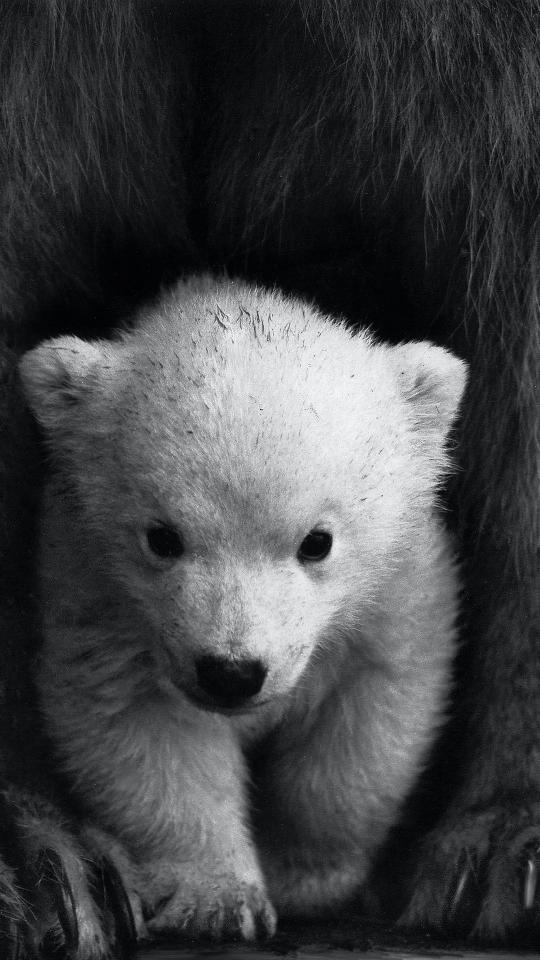 Monochrome Polar Bear Cub - Related OpersCraft wallpaper