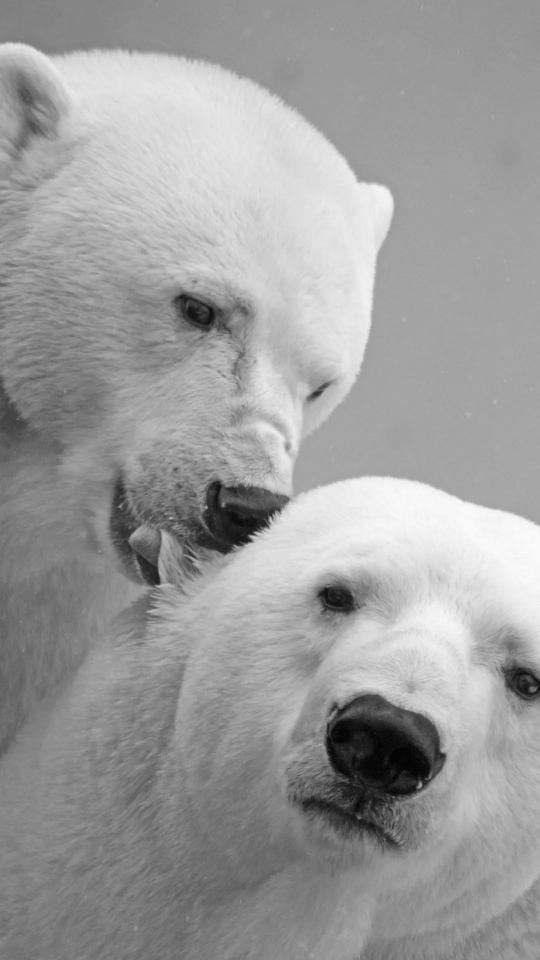 Monochrome Polar Bear Duo - Related OpersCraft wallpaper