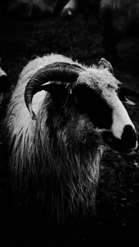 Monochrome Ram Portrait - Related OpersCraft wallpaper
