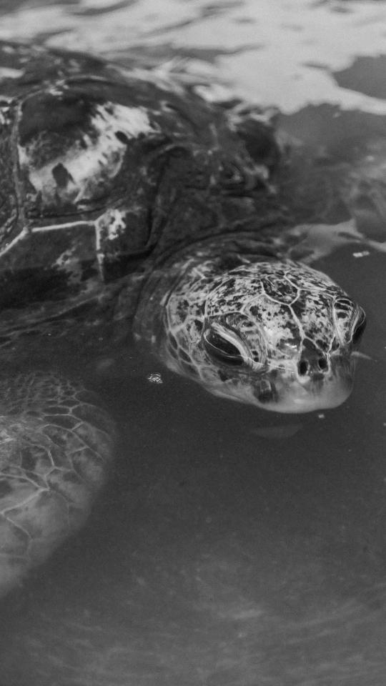Monochrome Sea Turtle Portrait