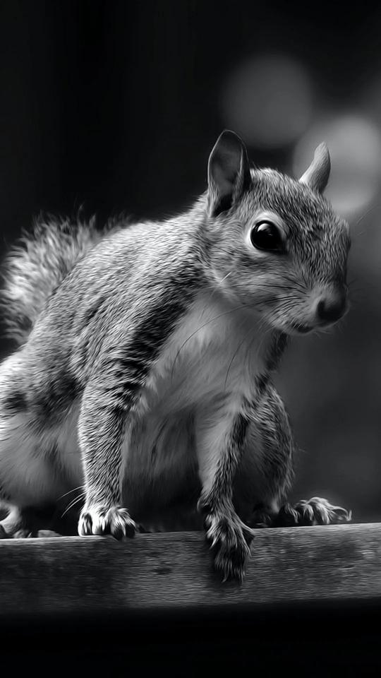 Monochrome Squirrel Portrait - Related OpersCraft wallpaper