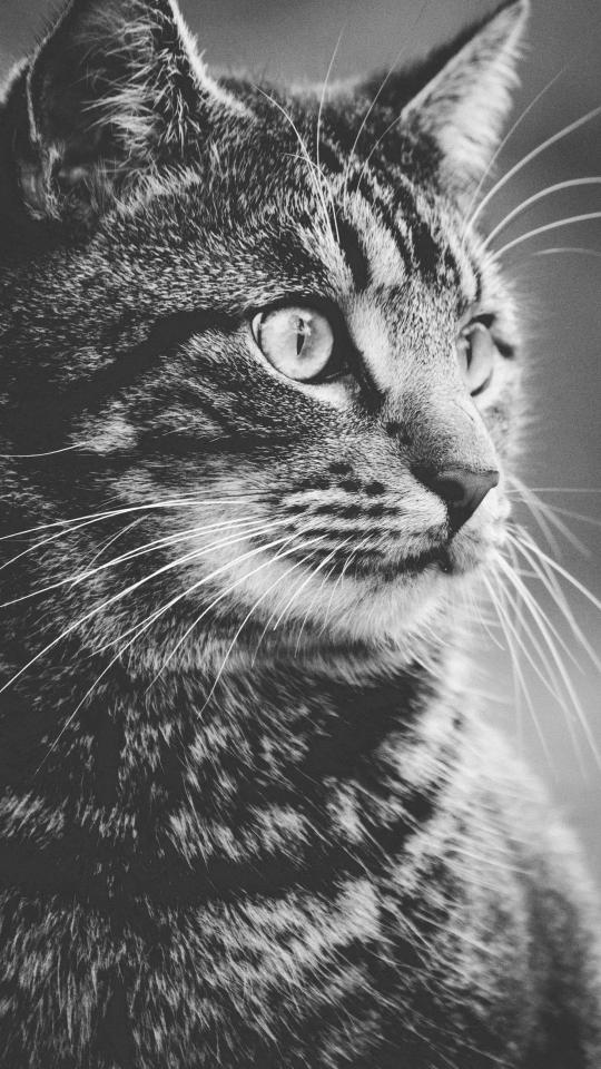 Monochrome Tabby Cat Portrait - Related OpersCraft wallpaper