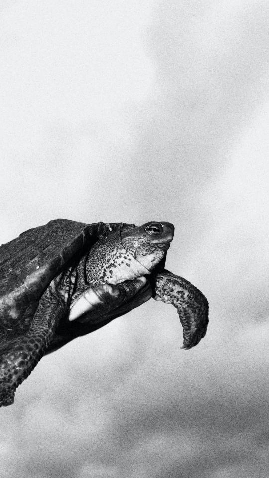 Monochrome Turtle Portrait