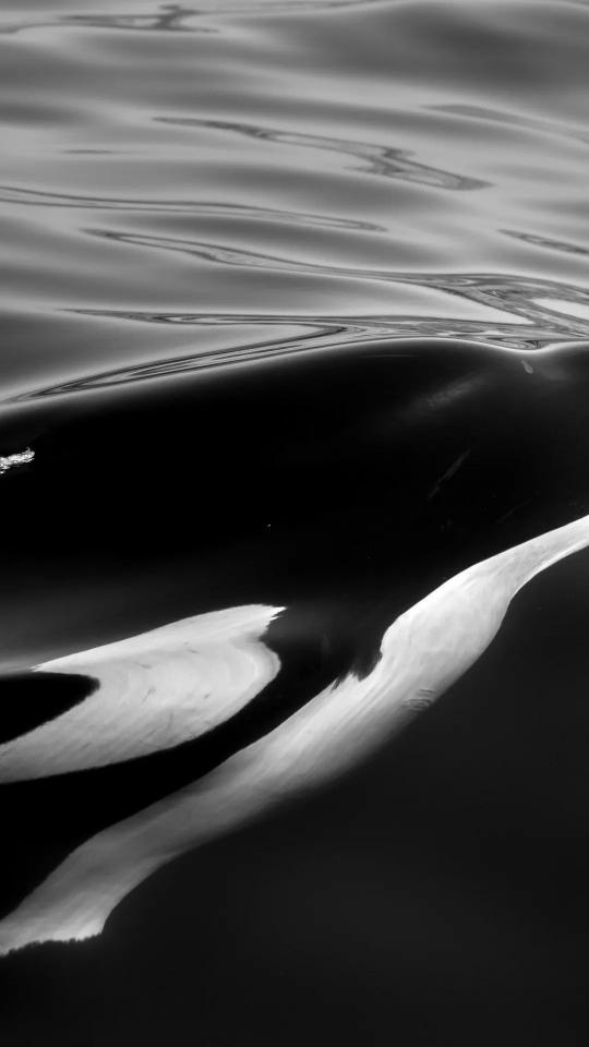 Monochrome Water Reflections - Related OpersCraft wallpaper