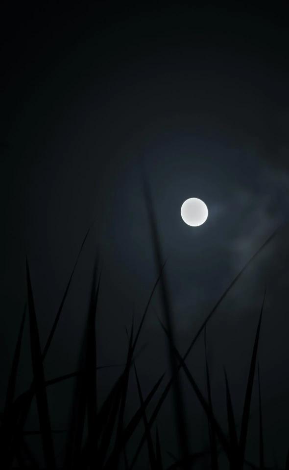 Moonlit Grass Silhouette