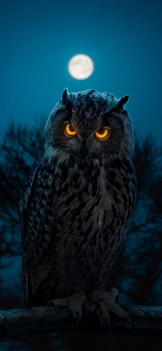 Moonlit Owl Gaze - Related OpersCraft wallpaper