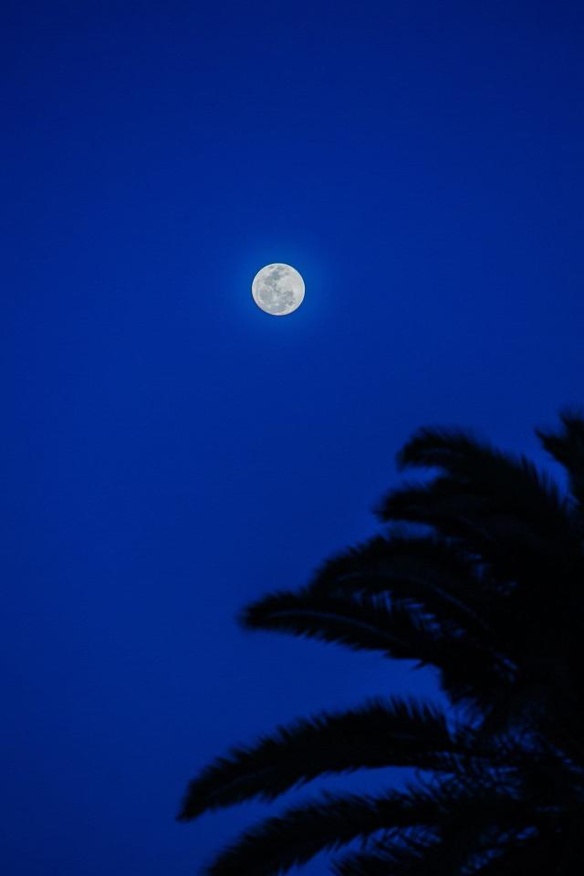 Moonlit Palm Night