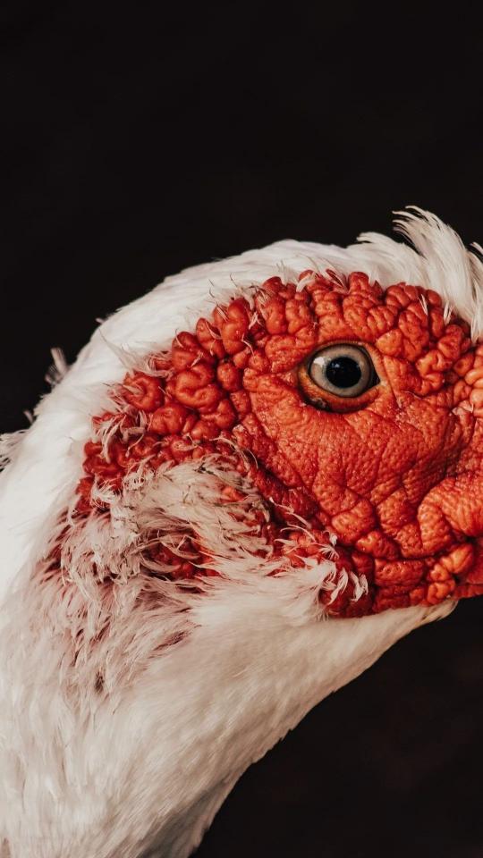Muscovy Duck Close-Up - Related OpersCraft wallpaper