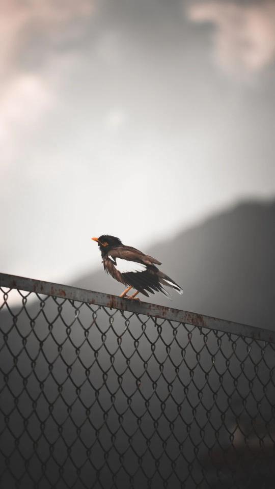Myna on a Fence