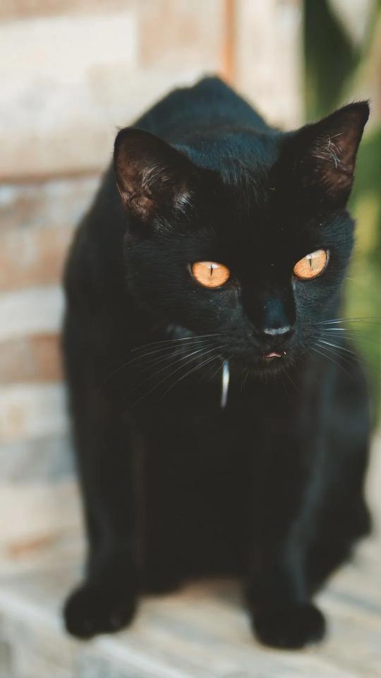 Mysterious Black Cat Portrait - Related OpersCraft wallpaper