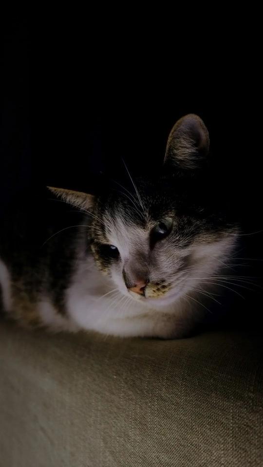 Mysterious Feline Portrait - Related OpersCraft wallpaper