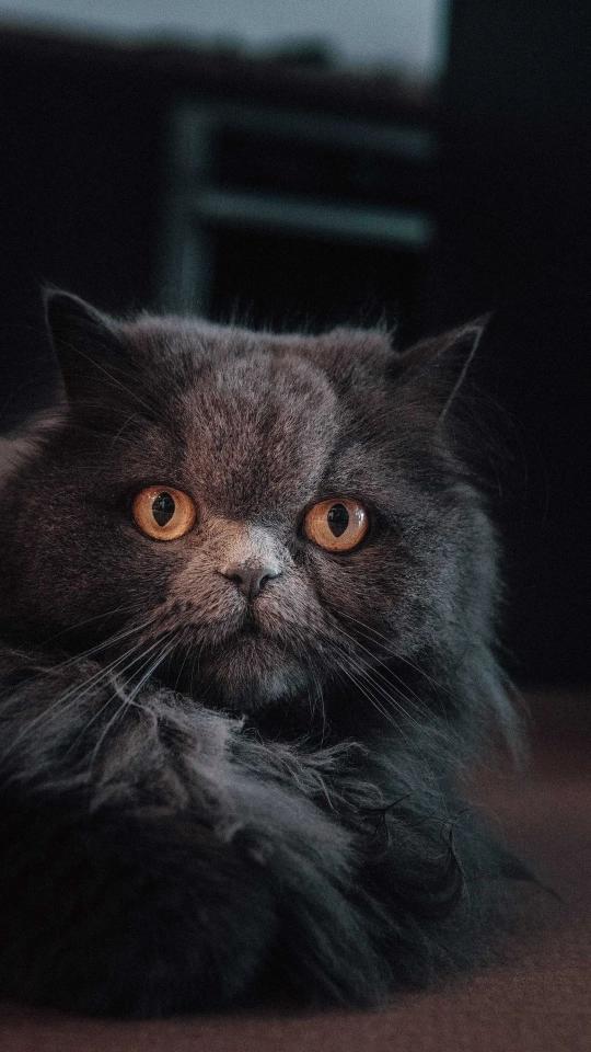 Mysterious Grey Cat Portrait - Related OpersCraft wallpaper