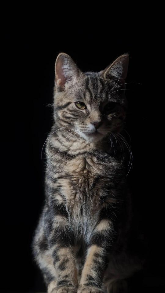 Mysterious Tabby Cat Portrait - Related Darkify wallpaper