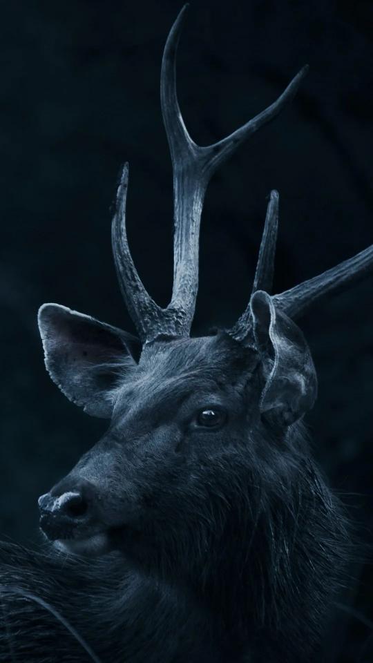 Mystic Deer Portrait