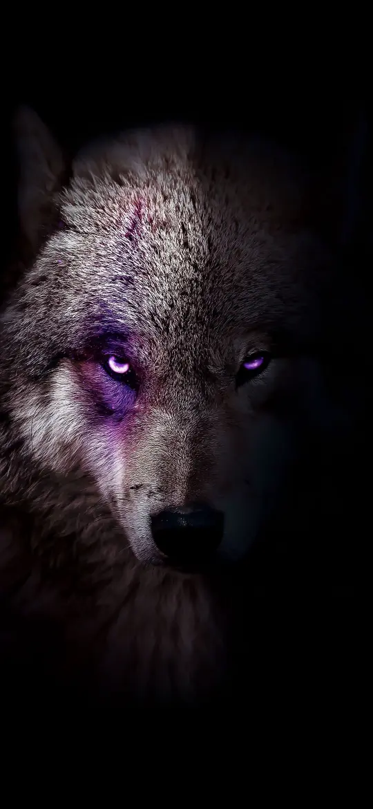Mystic Purple Eyed Wolf